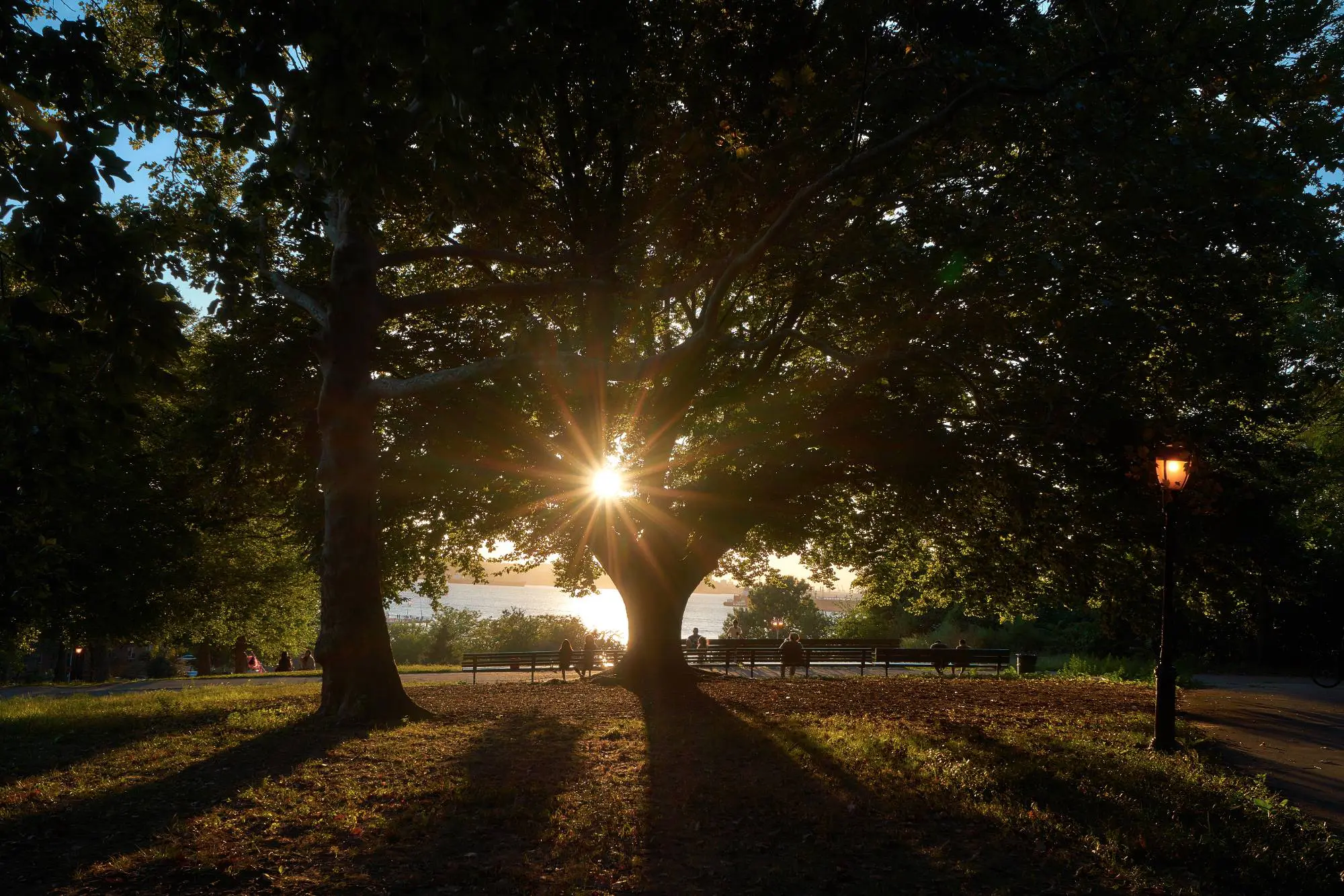 Honeysuckle & Hearts - Photography